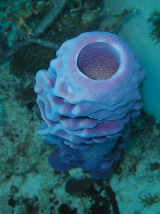 Tube coral