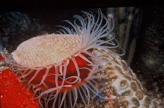 Sea animal