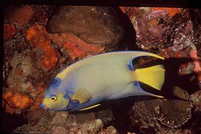 scuba diving in antigua